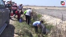 Amik Ovası'nda kalan balıklar kurtarılıyor