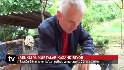 Tavuğu Güney Amerika'dan getirdi, yumurtasını 10 liraya satıyor