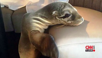 Deniz aslanı lüks restoranda uyuyakaldı!