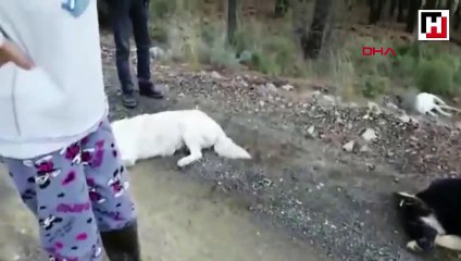 Anestezi uygulanan sokak köpekleri ormana atıldı