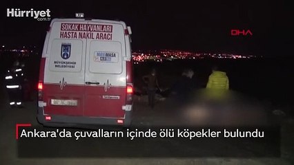 Ankara'da çuvalların içinde ölü köpekler bulundu