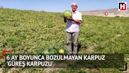 6 ay boyunca bozulmayan karpuz 'Güreş Karpuzu'
