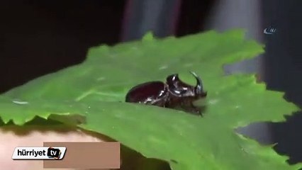 Gergedan böceği bu kez Başkent'te görüldü