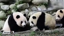 Annesinin banyo ısrarlarından kaçmaya çalışan yavru panda