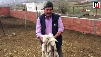 Annesini kaybeden kuzu "Anne, anne" diye meliyor