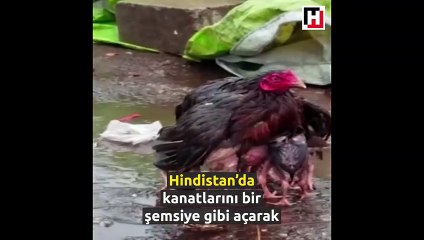 Yavrularını yağmurdan koruyan tavuk fenomen oldu