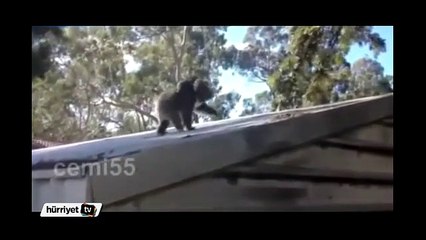 Anne koala, bebeğiyle çatıdan atladı