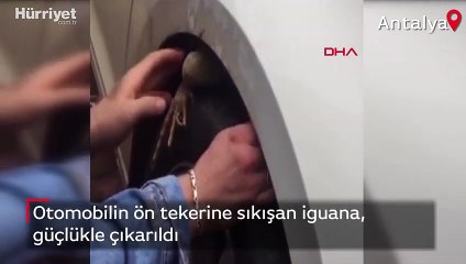 Otomobilin ön tekerine sıkışan iguana, şaşkınlık yarattı