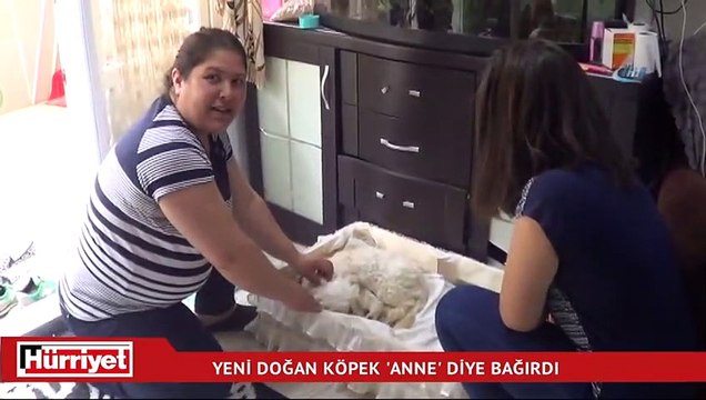 Yeni doğan köpek Anne diye bağırdı