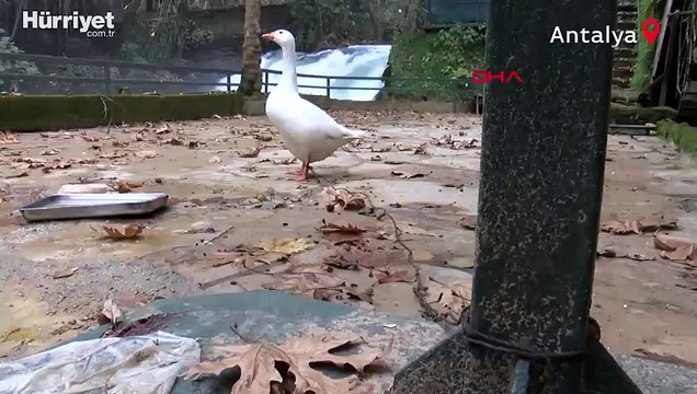 Antalya'da Düden suyu köpürdü, çevreye yayılan pis koku isyan ettirdi