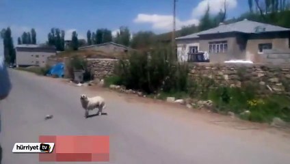 Anne köpeğin imdat çığlığı!