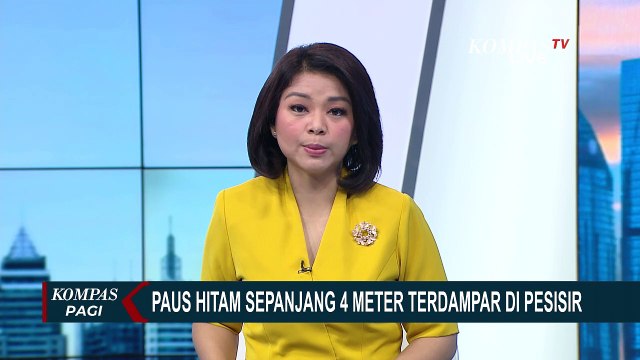 Paus Hitam Sepanjang 4 Meter Berhasil Kembali ke Perairan Dibantu Nelayan Saat Terdampar di Pesisir
