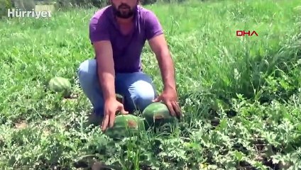 Karpuz tarlasında 'kesmece' hırsızlık