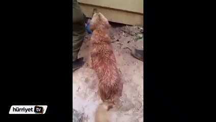 Anne köpeğin yavrularını kurtarma mücadelesi