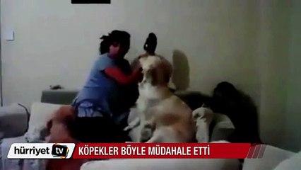 Çocuğunu döven anneye köpeklerin tepkisi