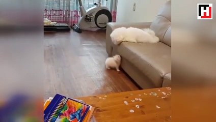 Yavrusuna atlamayı öğreten anne köpek