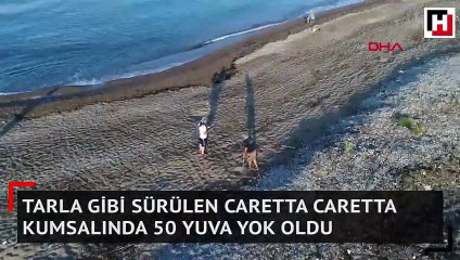 Tarla gibi sürülen caretta caretta kumsalında 50 yuva yok oldu