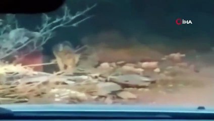 Hayvanat bahçesinden kaçan kurt vatandaşlar tarafından görüntülendi