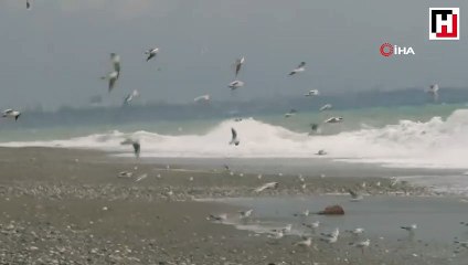 Dünyaca ünlü sahilde martı istilası