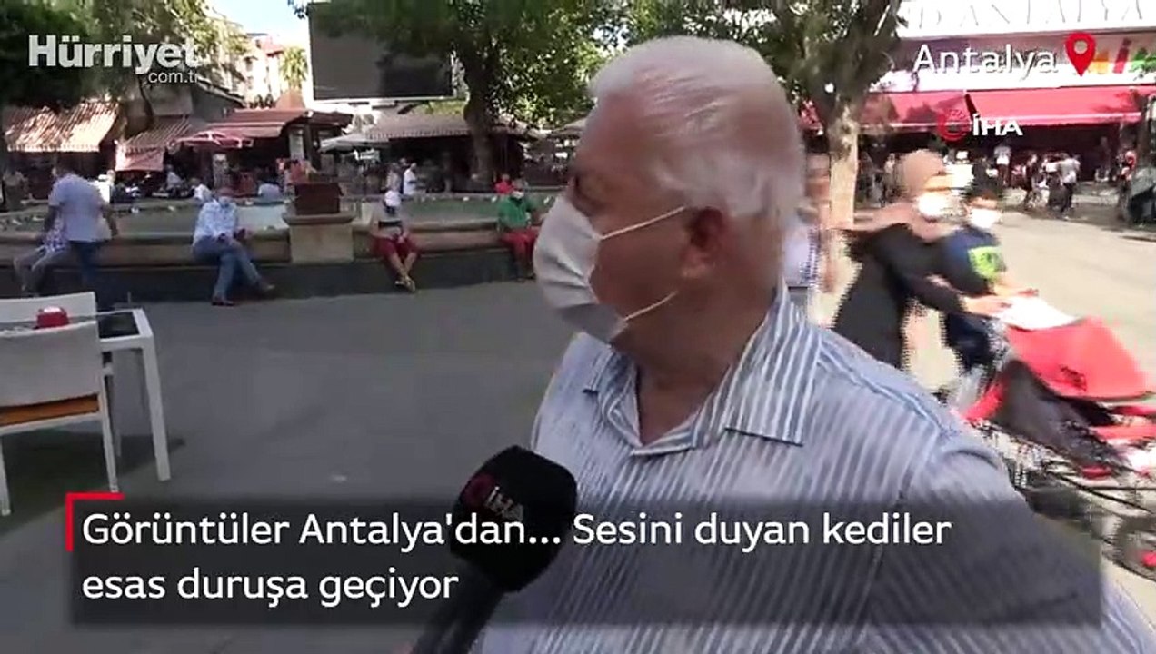 Sesini duyan kediler esas duruşa geçiyor