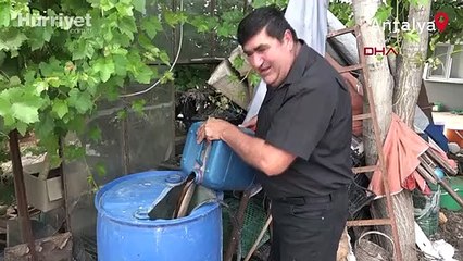 10 yıldır kekik aromalı karpuz üretiyor