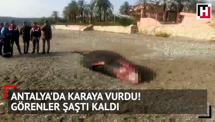 Antalya'da karaya vurdu! Görenler şaştı kaldı