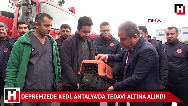 Depremzede kedi, Antalya'da tedavi altına alındı