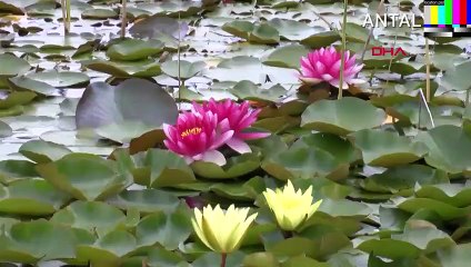 Nilüferleri koparmanın cezası 146 bin TL