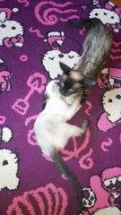 Laugh with Siamese cats