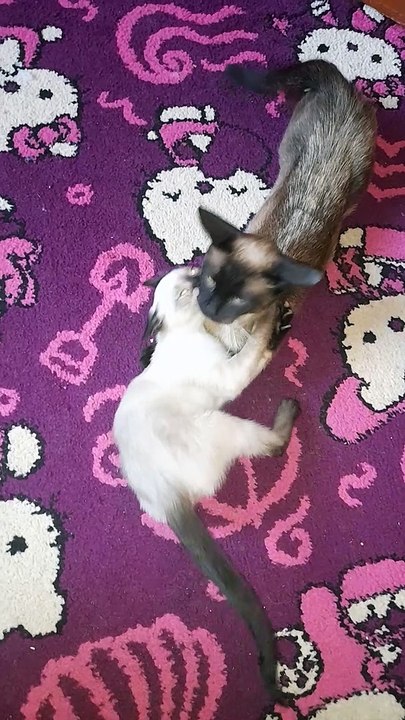 Laugh with Siamese cats