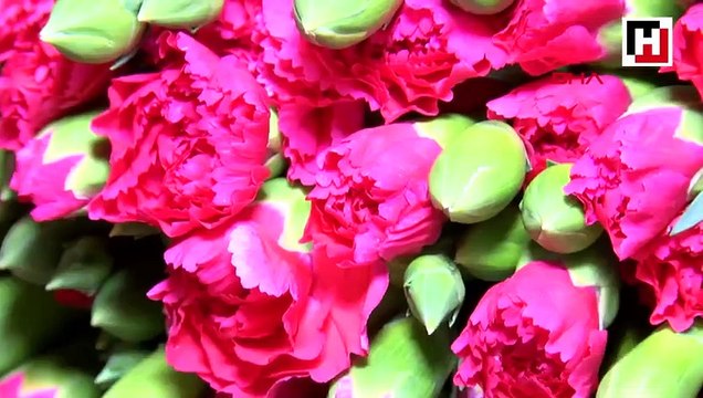 Noel için Avrupa'ya 70 milyon dal çiçek