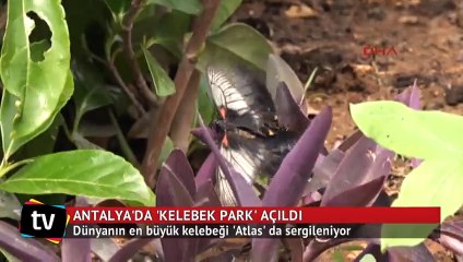 Dünyanın en büyük kelebeği 'Atlas' Antalya'da