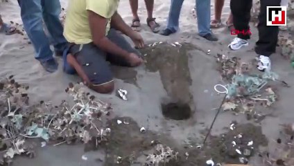 Caretta caretta yuvaları eğlence uğruna tahrip ediliyor