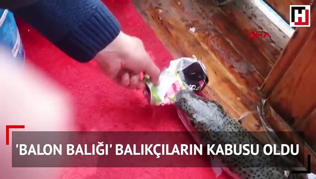 'Balon balığı' balıkçıların kabusu oldu