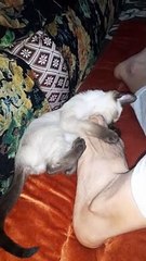 Smart Siamese cat tricks and ideas