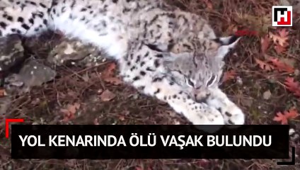 Yol kenarında ölü vaşak bulundu