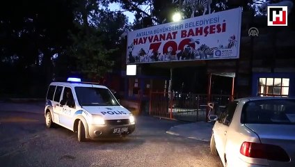 Hayvanat bahçesinden kurt kaçtı