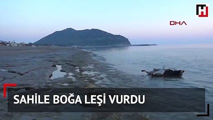 Antalya'da sahile boğa leşi vurdu