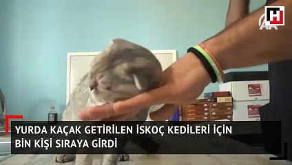 Yurda kaçak getirilen İskoç kedileri için bin kişi sıraya girdi