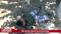 Bir bonzai dramı da Antalya'dan