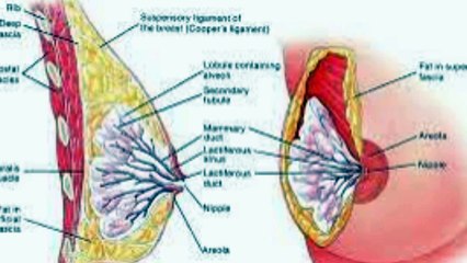 Delapan Tanda Peringatan Kanker Payudara yang wajib di ketahui kaum hawa