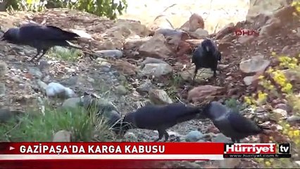 ANTALYA'DA KARGA İSTİLASI