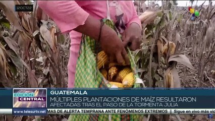 Plantaciones de maíz en Guatemala resultaron afectadas tras el paso del huracán Julia