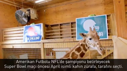 Medyum zürafadan şampiyonluk tahmini!