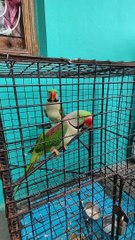 Good morning parrot so cute talking Parrot Funny Talking Parrot