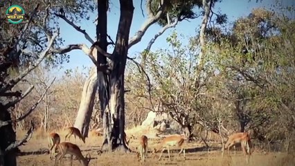 Ruthless Predators Playing Blood Sports In The Wild Like Pro