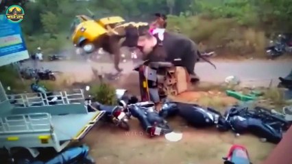 11 Hunting Moments When Elephants Stole The Show