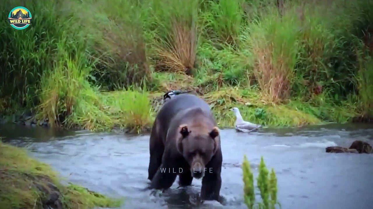 Talented Bears On The Prowl Looking For Food