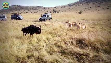 Remarkable Wild Animals Showing Lions The Time Of Their Lives While Doing The Unexpected