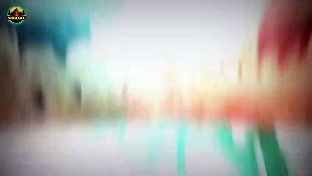 Animals Changing The Rules On Lions